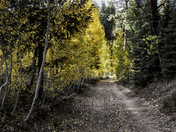Kaibab National Forest