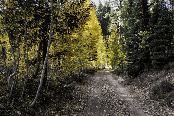 Kaibab National Forest