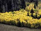 Kaibab National Forest