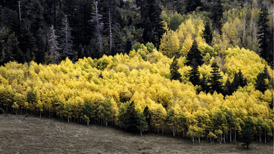 Kaibab National Forest