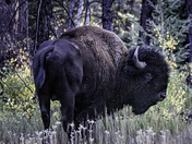 Kaibab National Forest