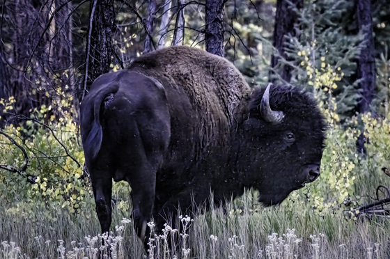 Kaibab National Forest