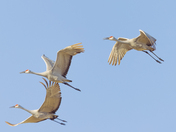 Family of dandhill crane