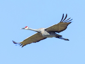 Family of dandhill crane