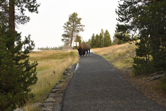 Yellowstone National Park