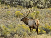 Yellowstone National Park