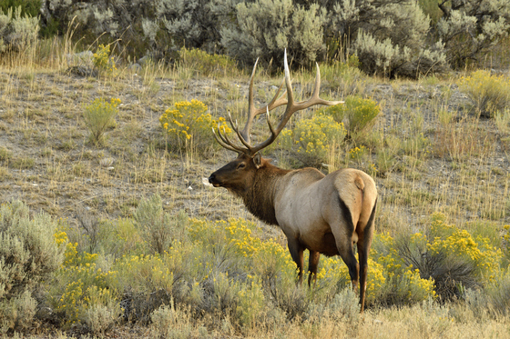 Yellowstone National Park