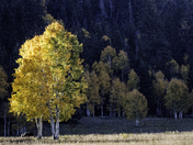 Kaibab National Forest