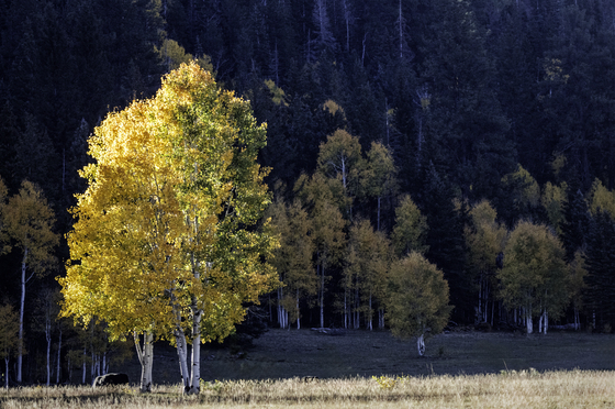 Kaibab National Forest