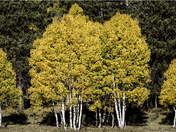 Kaibab National Foest