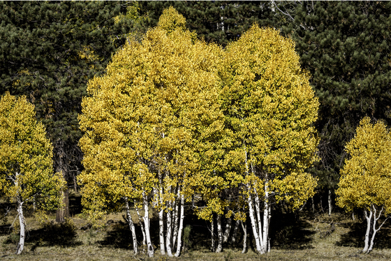 Kaibab National Foest