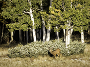 Kaibab National Forest