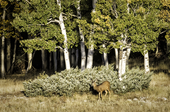 Kaibab National Forest