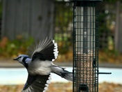Blue Jay flies away