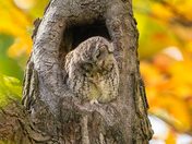 Eastern screech owl