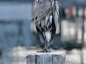 Great blue heron 