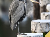 Great blue heron 
