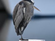 Great blue heron 