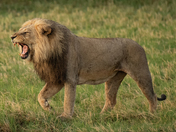 The Roar