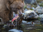 Taylor Creek Lake Tahoe Basin