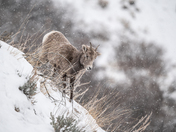 Uinta National Forest