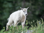 Mount Timpanogos Wilderness