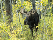 Wasatch National Forest