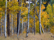 Taylor Creek Lake Tahoe Basin