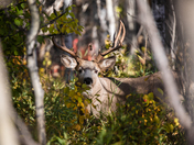 Muley through the trees