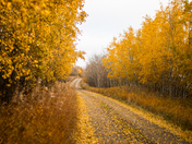 Alberta BackRoads in the Fall
