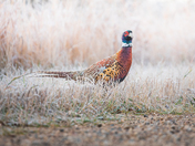 Ring-necked Pheasant in Frosty Grass