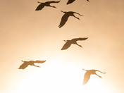 Sandhill Crane Migration
