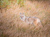 Coyote hidden in the grass