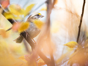 White-throated Sparrow