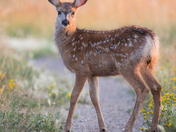 Sweet Mule Fawn