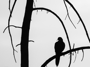 Mourning Dove Silhouette