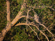 Great Horned owl Fledgling