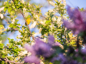 Yellow Warbler in the Blossoms