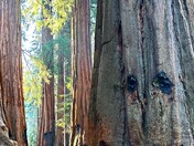 Sequoia National Park