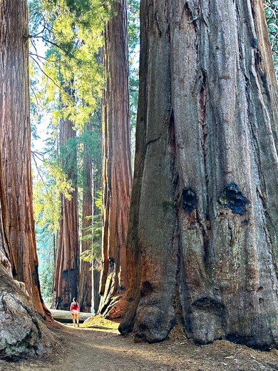 Sequoia National Park