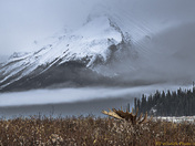 Peaceful and Powerful