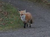 Superior National Forest