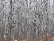 Superior National Forest