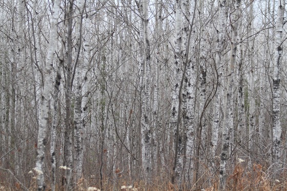 Superior National Forest