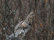 Superior National Forest