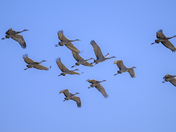 Birds of a feather, flock together