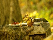 Autumn 