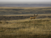 Prairie Deer