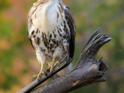 Perched Red Tailed Hawk