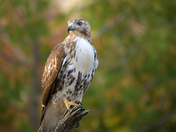 Perched Red Tailed Hawk